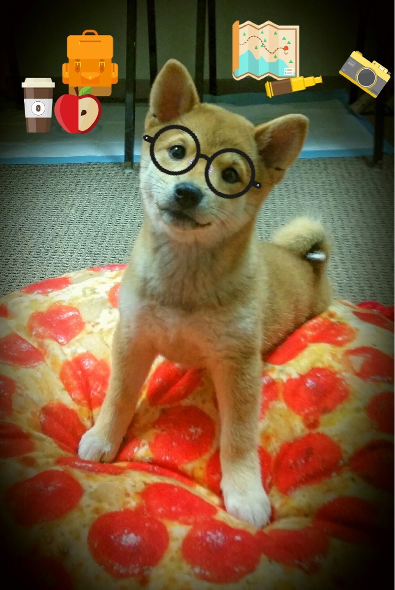 威廉姆斯吹响复兴号角，诺里斯一骑绝尘划破长空