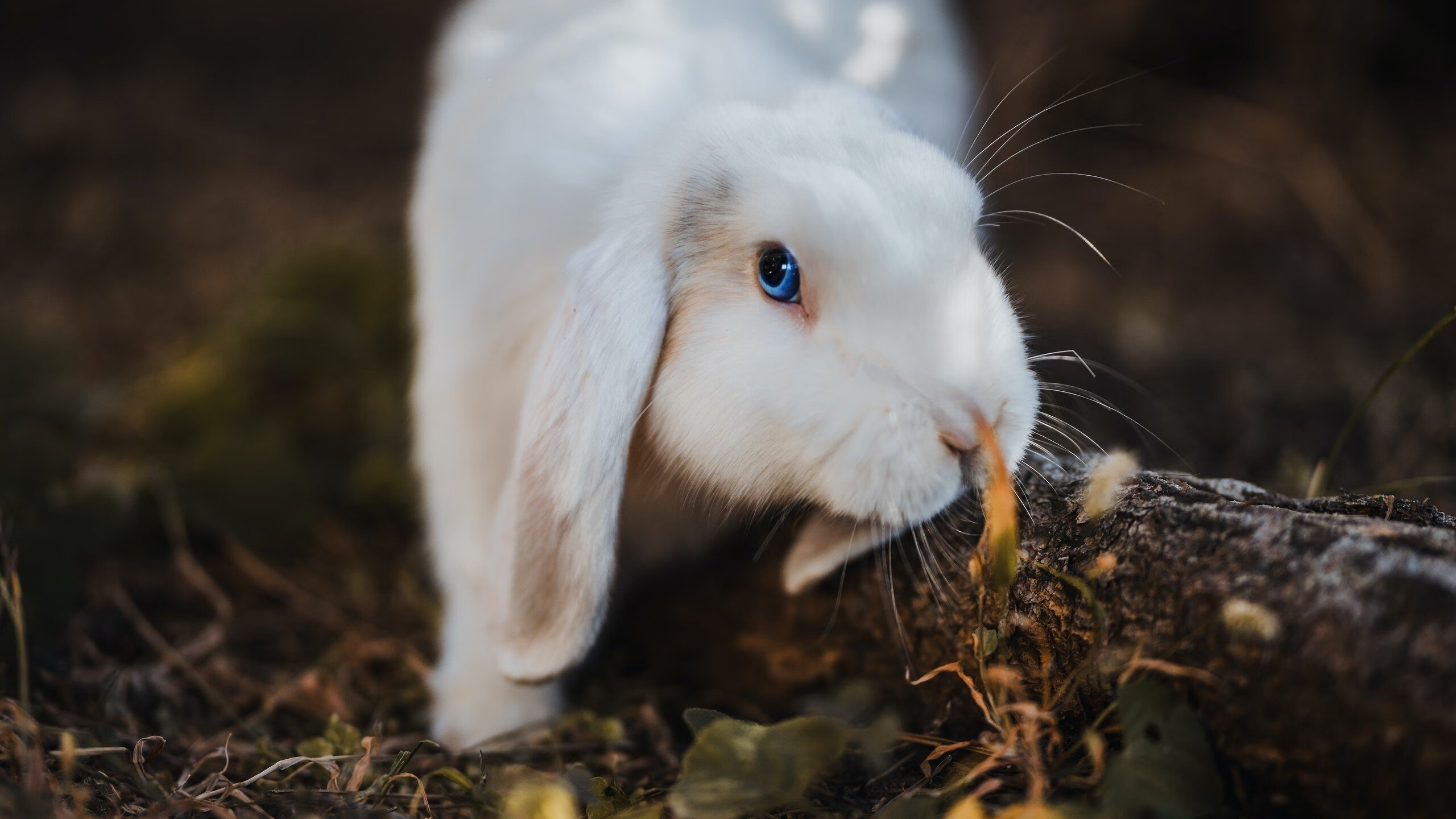 从巴黎到奥兰多，戈贝尔的禁飞区守护魔术梦—一场跨越半个地球的晋级启示录
