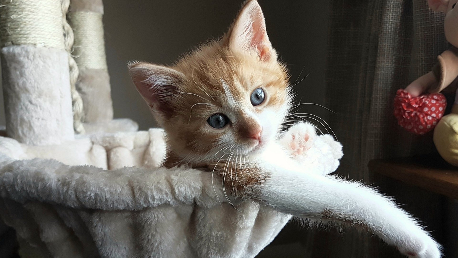 时空错位的绿茵交响,当迦太基雄狮碾过卡尔德隆,蒂亚戈成为唯一的坐标