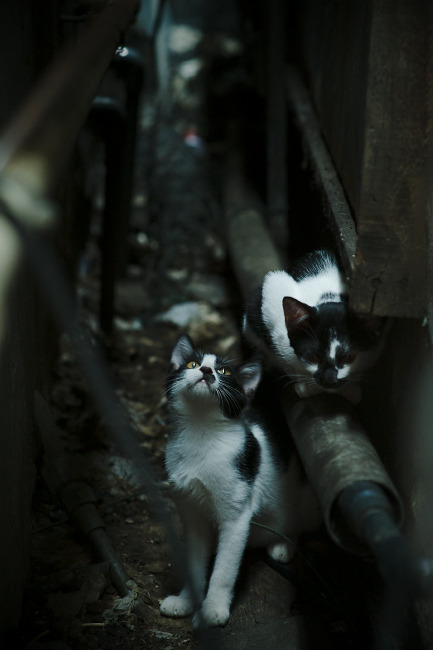 冰与火之歌,当莫德里奇的金色脉搏,撞上枫叶军团的寒流风暴