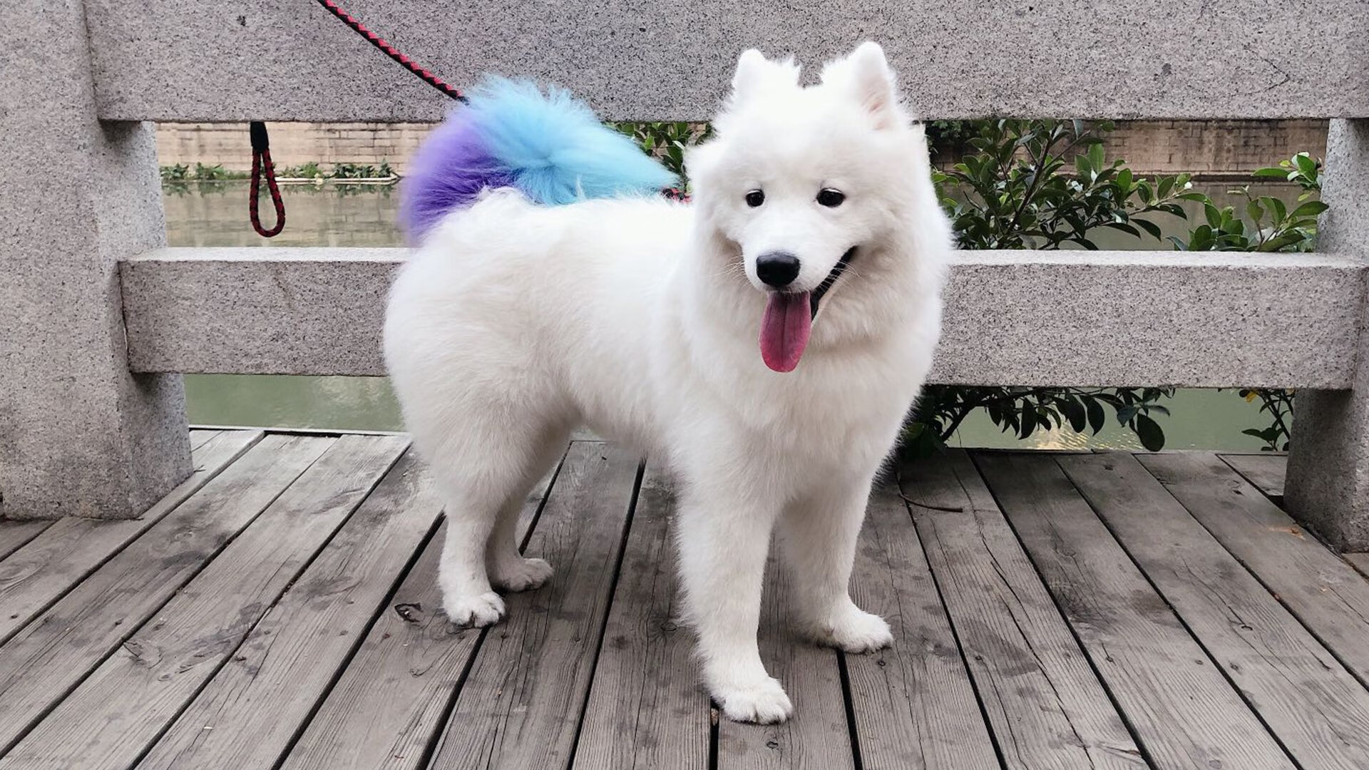 绿茵场上的冰火对撞,2026世界杯森林狼战术如何压制深圳速度