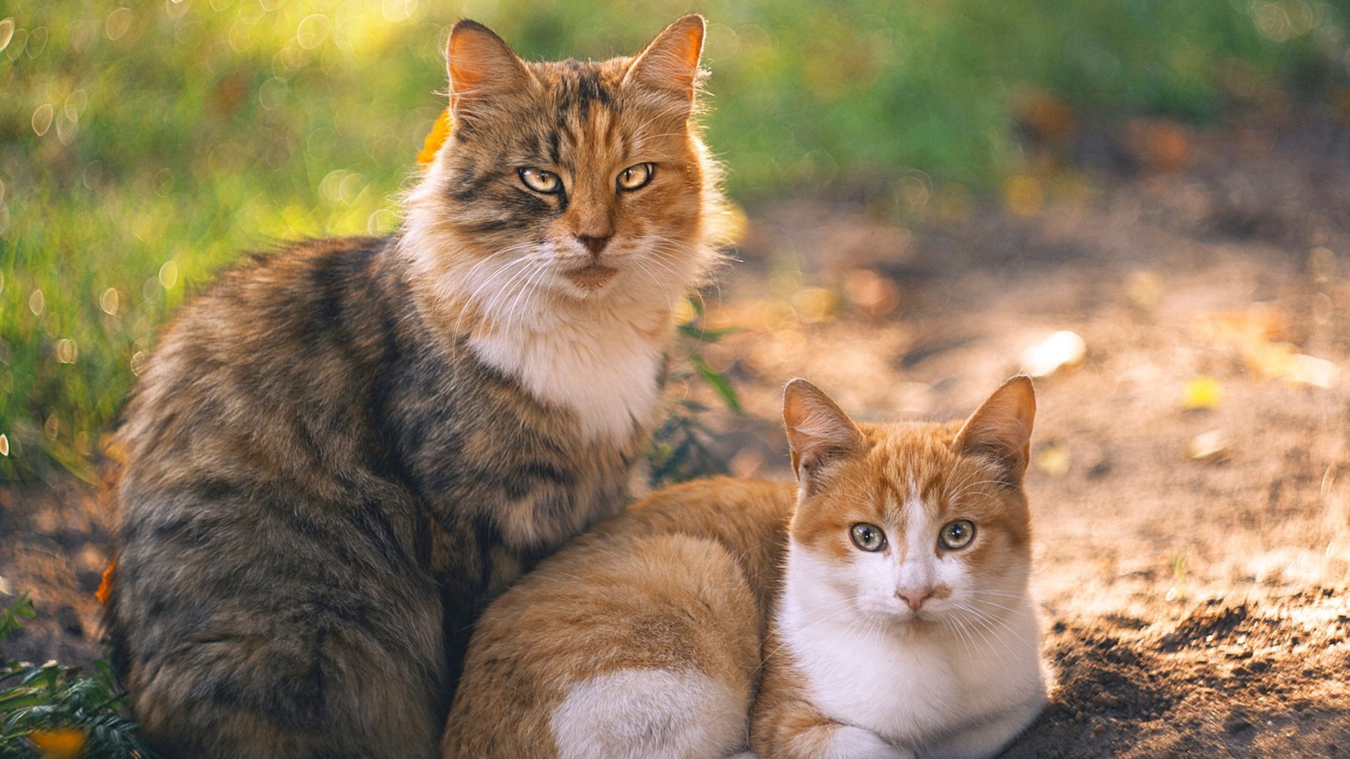 哈登VS辽宁防线，当美式闪电劈向东方长城
