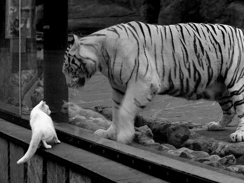 决胜时刻！北京队淘汰赛惊险过关，拉文末节爆发化身关键先生