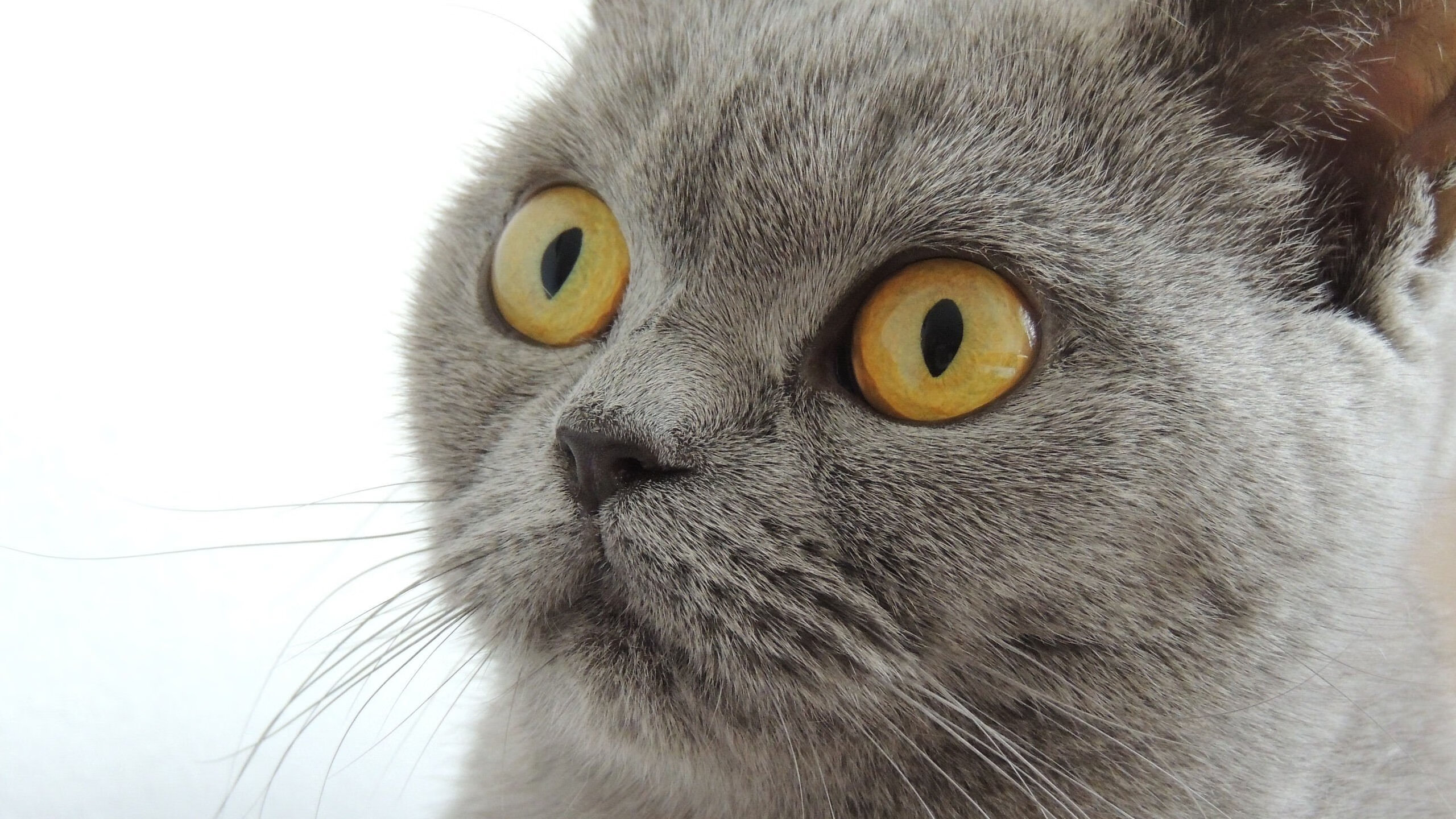 战术绞杀与球星闪光，当快船的最后时刻撕破吉林队的铁血防线