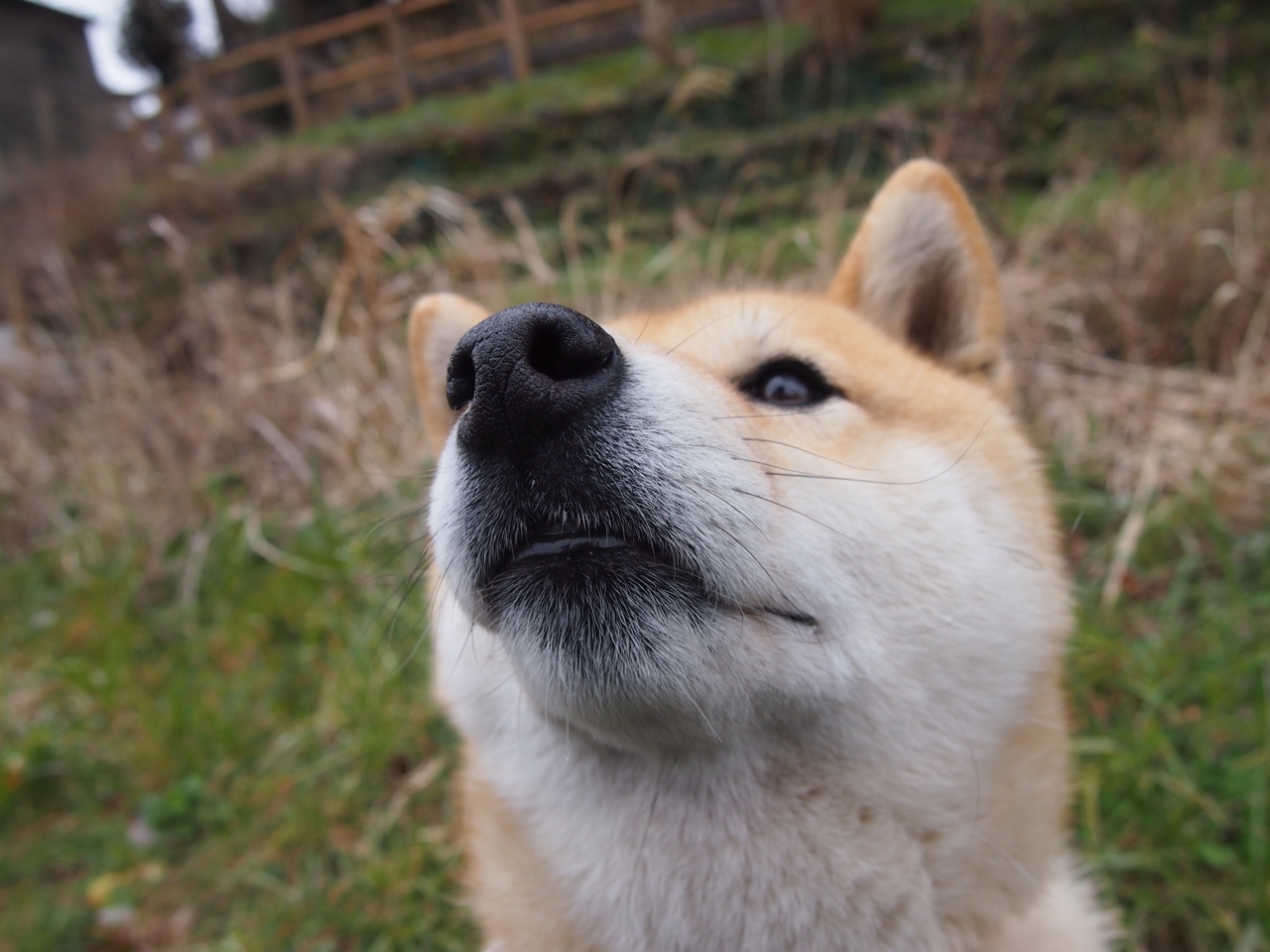 戈麦斯利刃出鞘！安哥拉关键先生连砍9分，一刀斩断韩国翻盘之路