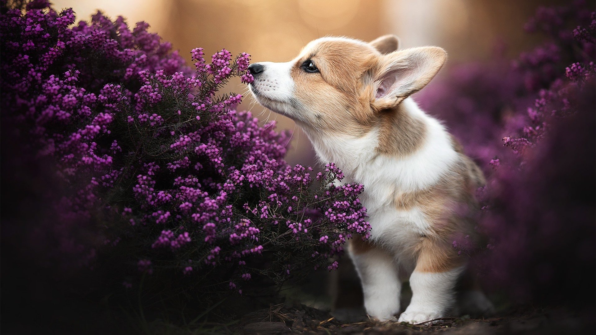 冰与火的较量,克罗地亚末节生死博弈,卢卡库接管世界排名之战