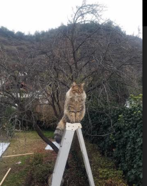 绝境戈贝尔！山西新擎天柱轰然立起，决胜局三晋铁军带走广厦
