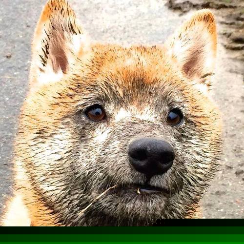 孤影中的最终圈,当伦纳德遇上那个无解的幽灵