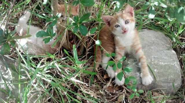 篮球双城记，火箭队终结新疆王朝，伦纳德欧冠半决赛演绎孤独王者
