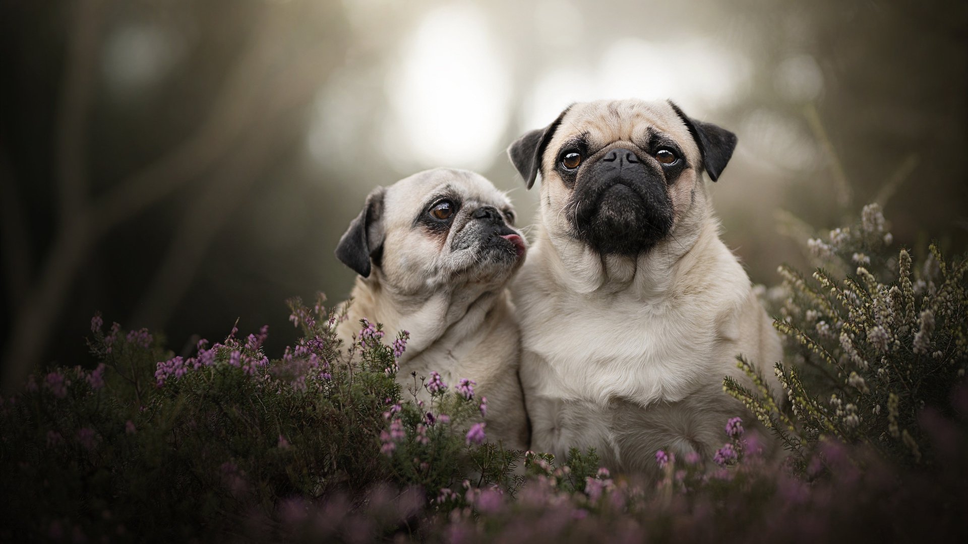 月光下的独舞者,爱德华兹总决赛之夜的引力场