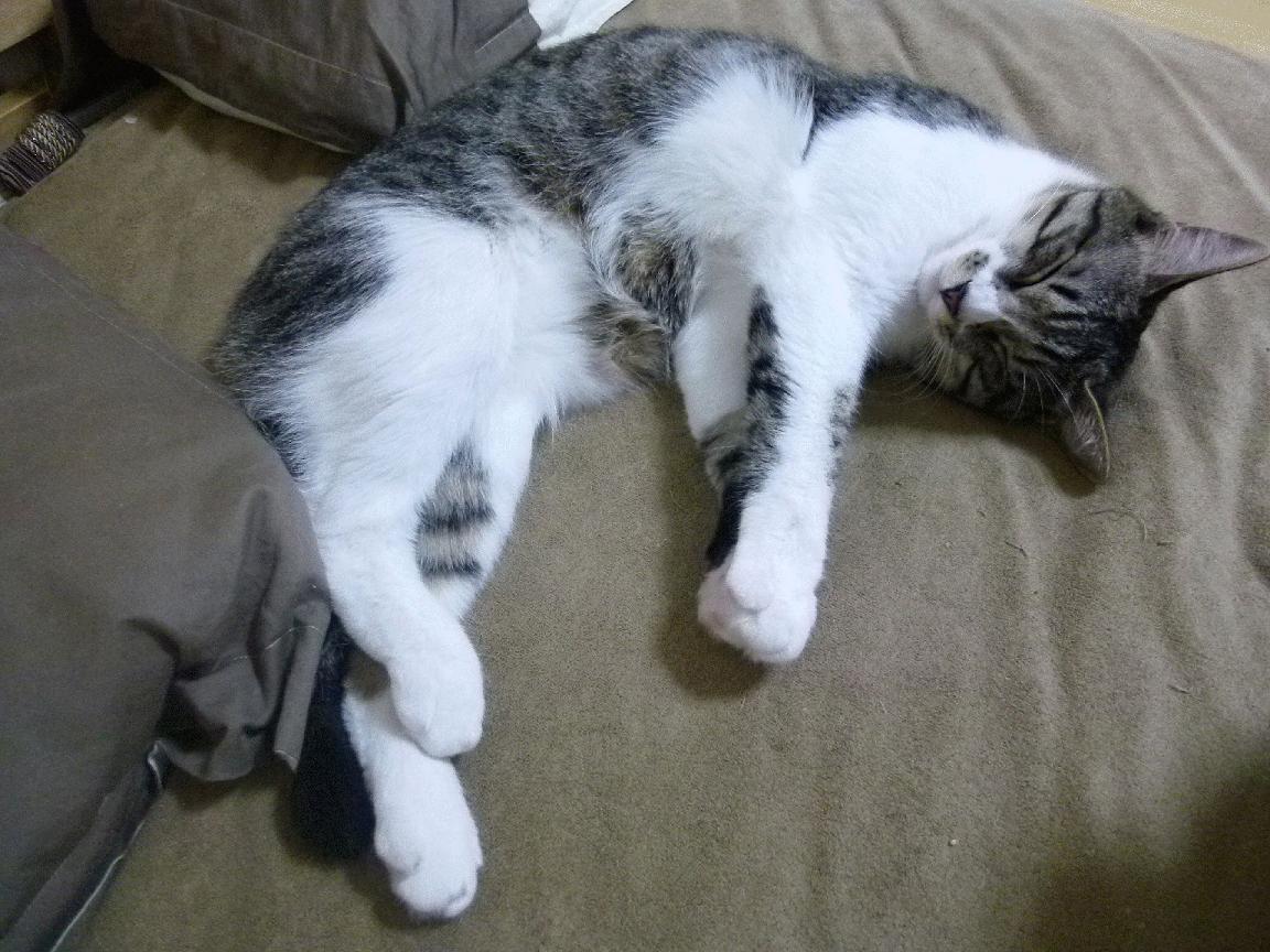 特奥·平德尔导演逆转大戏，全场掌控节奏，新西兰末节发力带走塞内加尔