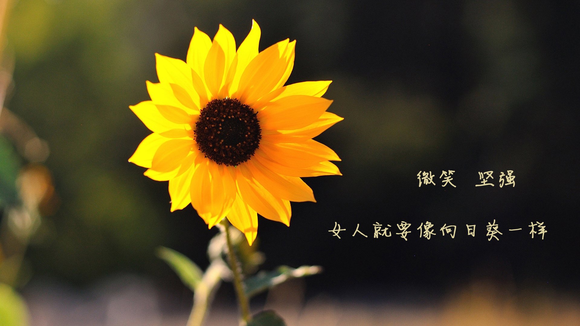 2026世界杯G组,一场关于唯一的叙事
